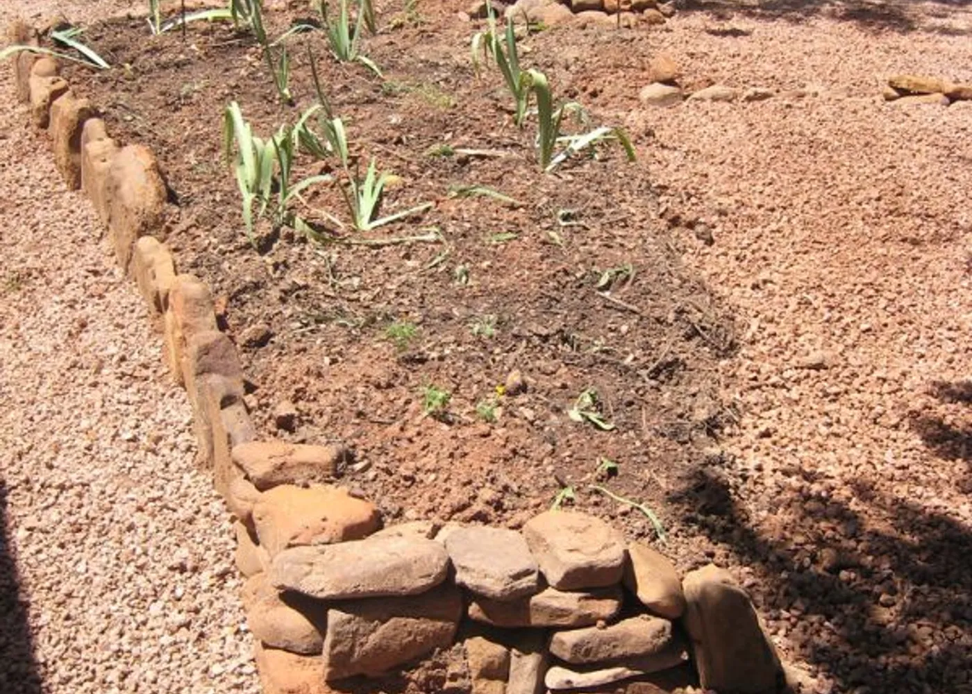 Plant Successfully in Clay Soil