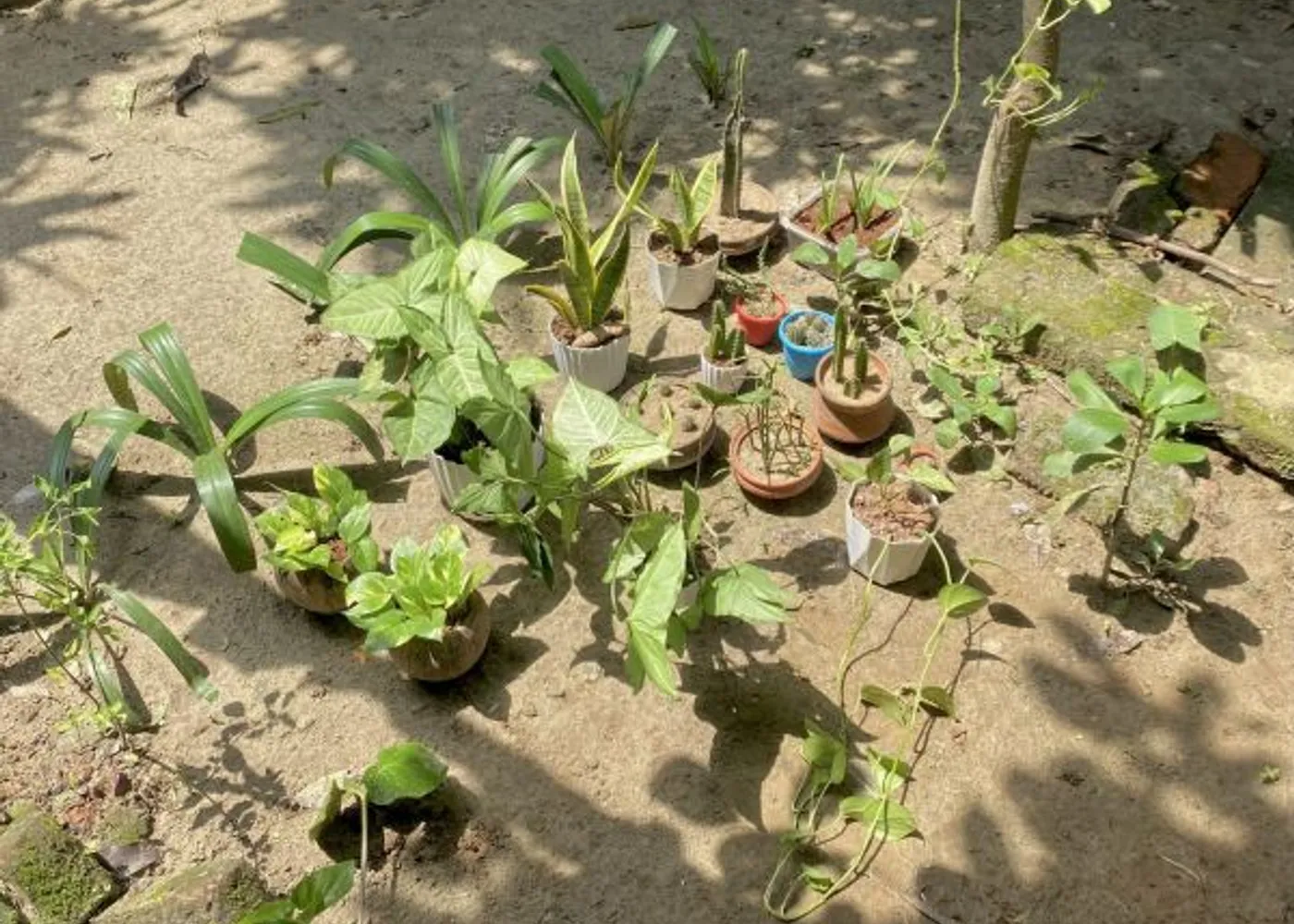 Plant Successfully in Sandy Soil